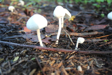 The sight of a white mushroom shaped like an umbrella in the garden