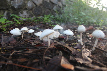 The sight of a white mushroom shaped like an umbrella in the garden