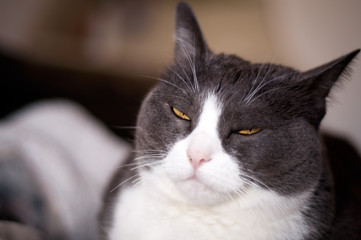 closeup of a cranky, beautiful, white and grey female cat with orange/yellow narrowed eyes