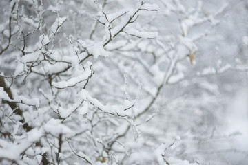 snow covered branches