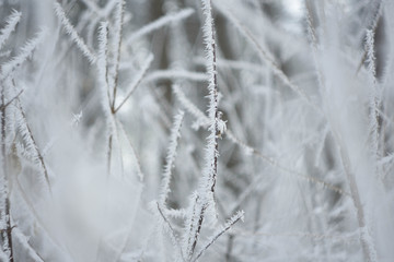 frost on branches