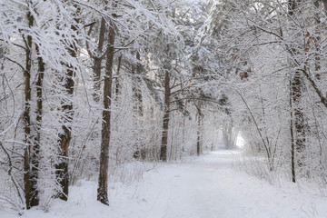 winter in the forest