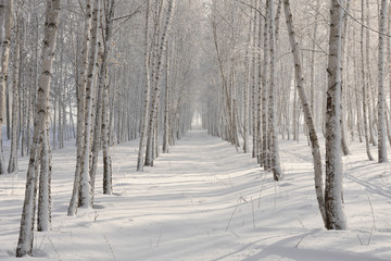 road in winter forest