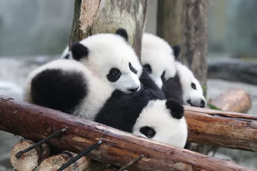 Foto auf Alu-Dibond Little Baby Panda on the Playground, Chongqing, China © foreverhappy