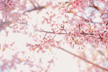 wild himalayan sakura cherry blossom flower. blooming pink flora tree