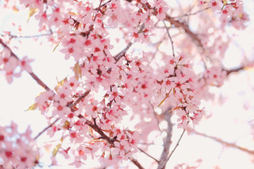 wild himalayan sakura cherry blossom flower. blooming pink flora tree