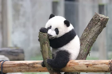 Foto op Canvas Little Baby Panda on the Playground, Chongqing, China © foreverhappy