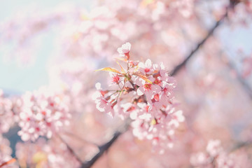 Obraz premium wild himalayan sakura cherry blossom flower. blooming pink flora tree