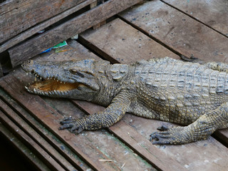 Crocodile in Tonle Sap lake in Siem Reap, Cambodia.