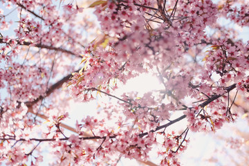 wild himalayan sakura cherry blossom flower. blooming pink flora tree