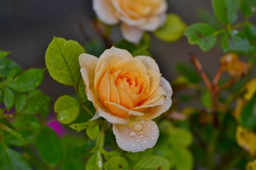 soft orange roses in a plant