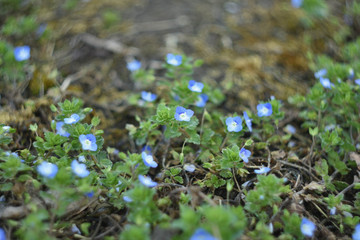 flowers in the forest