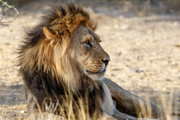 Obraz na płótnie Canvas Lion, black maned Kalahari male, in Kgalagadi Transfrontier Park in South Africa