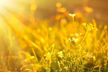 beautiful fresh morning with sun rays