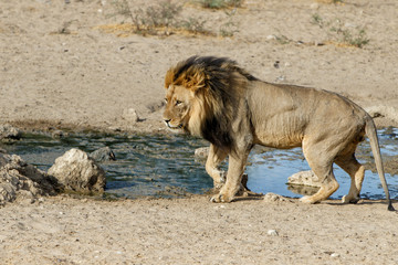 Lion, black maned Kalahari male, in Kgalagadi Transfrontier Park in South Africa
