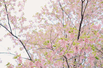 wild himalayan sakura cherry blossom flower. blooming pink flora tree