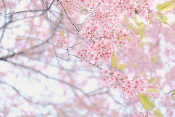 wild himalayan sakura cherry blossom flower. blooming pink flora tree