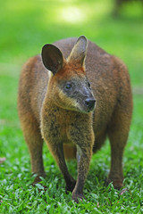 Wallaby dans la campagne australienne, Kangourou, Marsupial