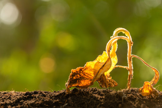 Dead Young Plant (Tobacco Tree) In Dry Soil On Green Blur Background. Environment Concept With Empty Copy Space For Text Or Design