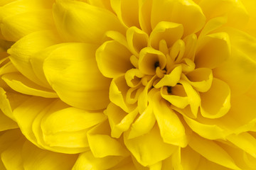 close up yellow flower petals for background tcentrepiece o valentines and mother day