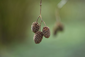 pine cone on a branch