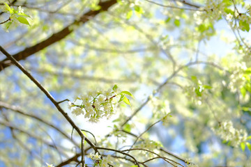 wild himalayan sakura cherry blossom flower. blooming white flora tree