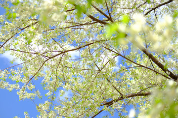 wild himalayan sakura cherry blossom flower. blooming white flora tree