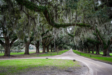 Fototapeta premium Spanish Moss