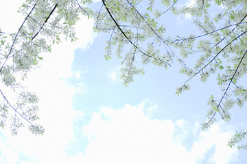 wild himalayan sakura cherry blossom flower. blooming white flora tree