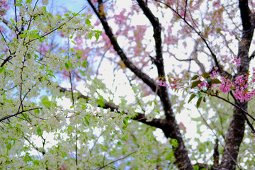 wild himalayan sakura cherry blossom flower. blooming pink white flora tree