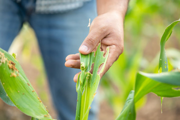 Farmer working in the field of corn tree and research or checking problem about aphis or worm...