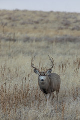Mule Deer Buck in the Fall Rut in Colorado