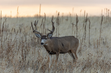 Mule Deer Buck in the Fall Rut in Colorado
