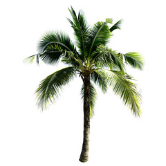 Fototapeta na wymiar Coconut tree isolated on the white background.