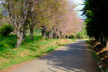 Fototapeta premium dziki himalajski kwiat wiśni sakura. kwitnące różowe drzewo flory