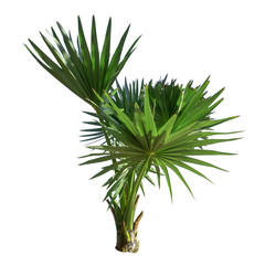 Small or young Sugar palm isolated on the white background.