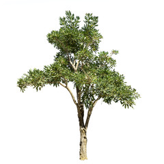 Fototapeta premium Trees isolated on the white background.