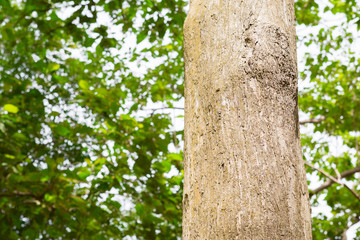 Teak tree in the forest with blurred background