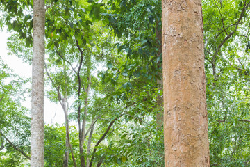 Fototapeta premium tree in the forest