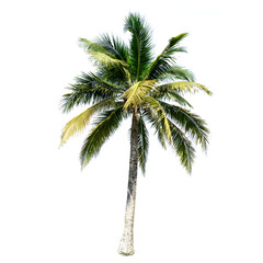 Coconut tree isolated on the white background.
