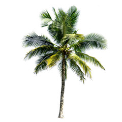 Naklejka na ściany i meble Coconut tree isolated on the white background.