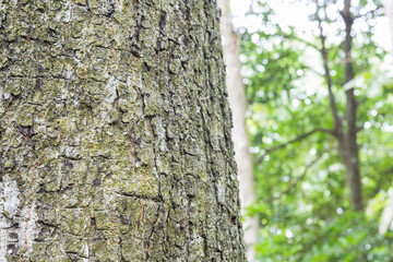 The trunk of the old tree in the forest
