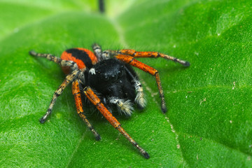 Colorful jumper spider (male of Philaeus chrysops) found in an Italian house during summer