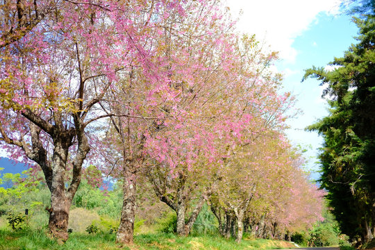 wild himalayan sakura cherry blossom flower. blooming pink flora tree