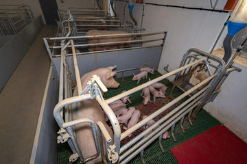 Schweinezucht - Moderne Ferkelbuchten mit reichlich Platz