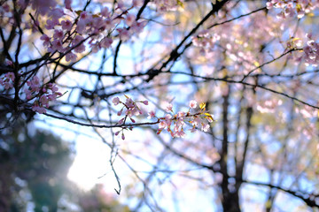 wild himalayan sakura cherry blossom flower. blooming pink flora tree