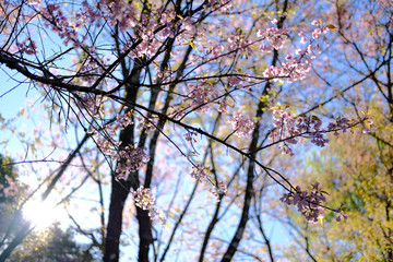 wild himalayan sakura cherry blossom flower. blooming pink flora tree