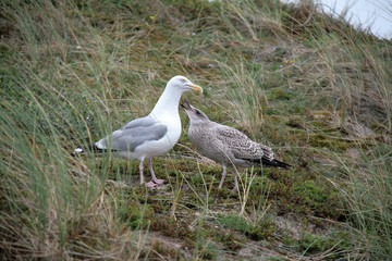 Zwei Möwen in den Dünen stehend