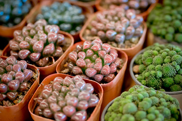 succulent plants