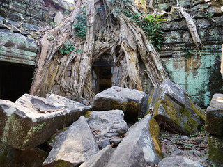 Ancient stone ruin and tree root at Ta Prohm Temple in Angkor wat complex, Siem Reap Cambodia.